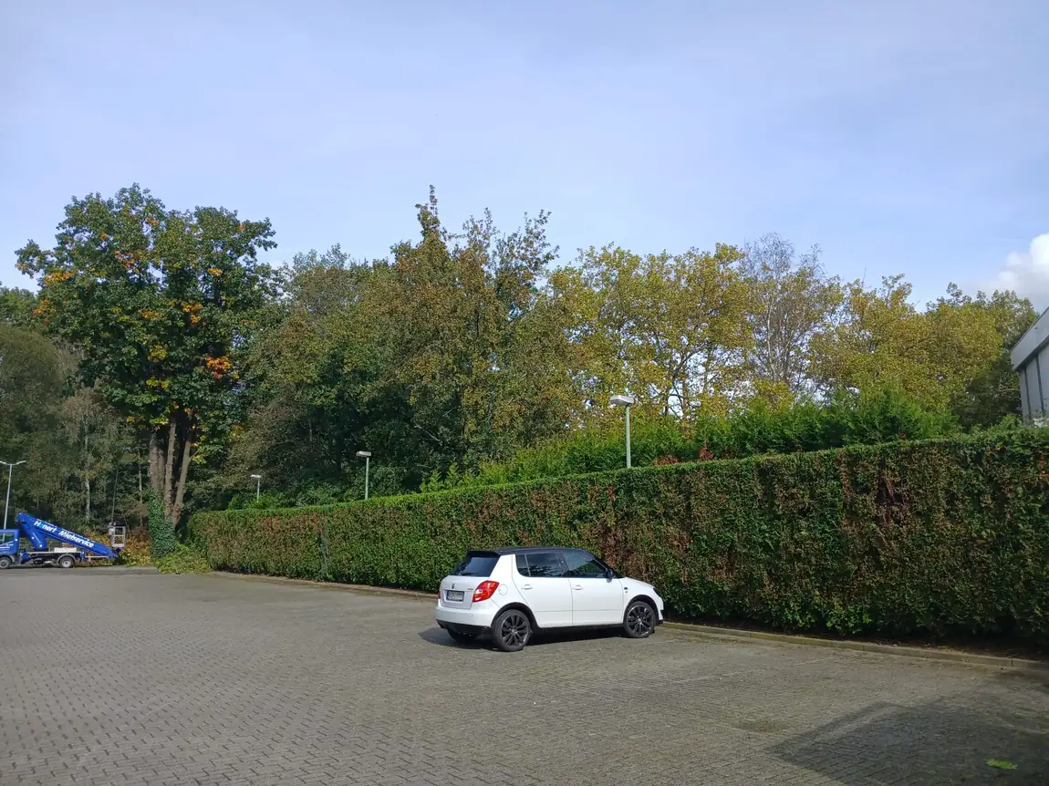 Dieselbe Hecke nach dem R&uuml;ckschnitt in sauberer Form