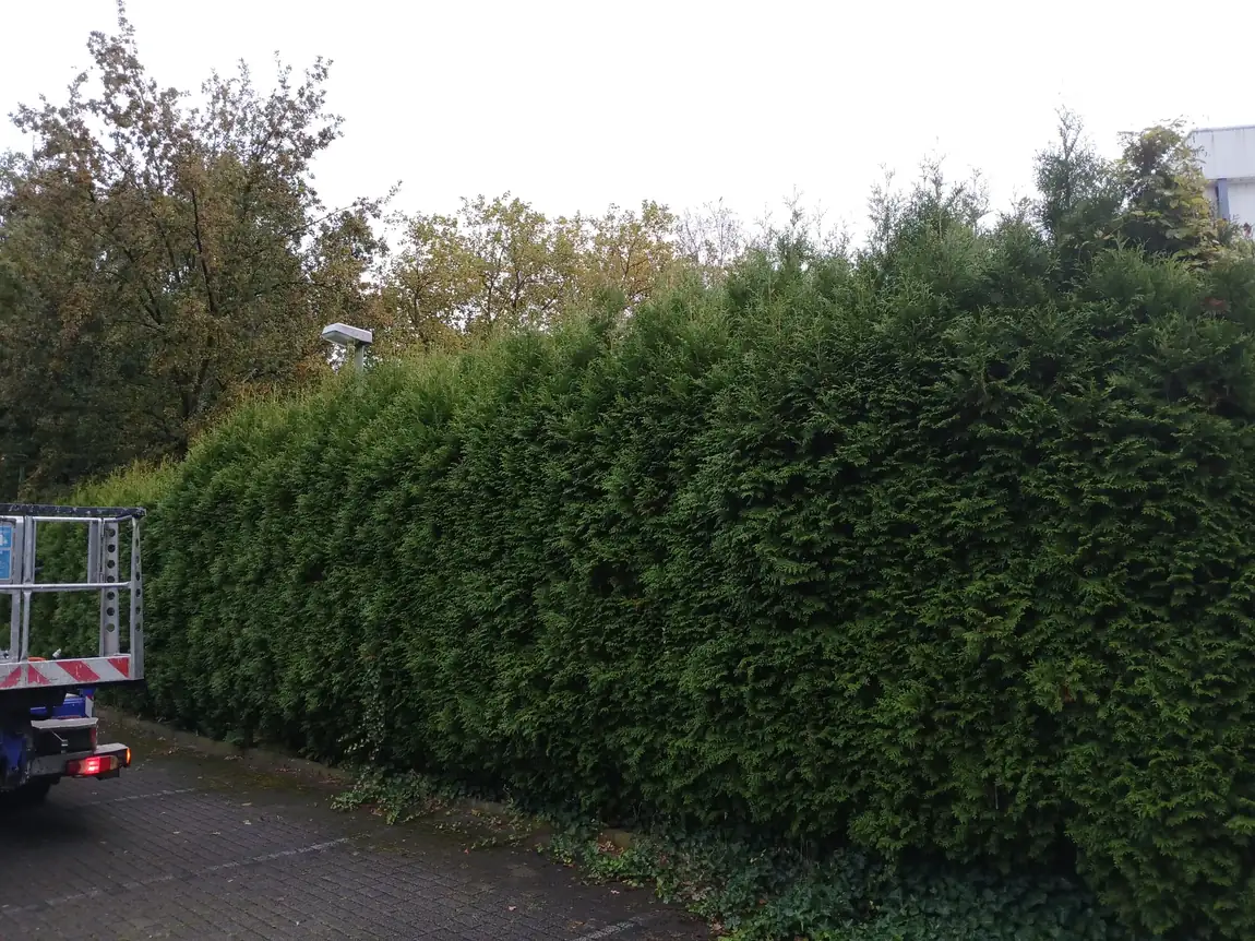 Stark ausgewachsene, breite Eibenhecke vor dem Schnitt