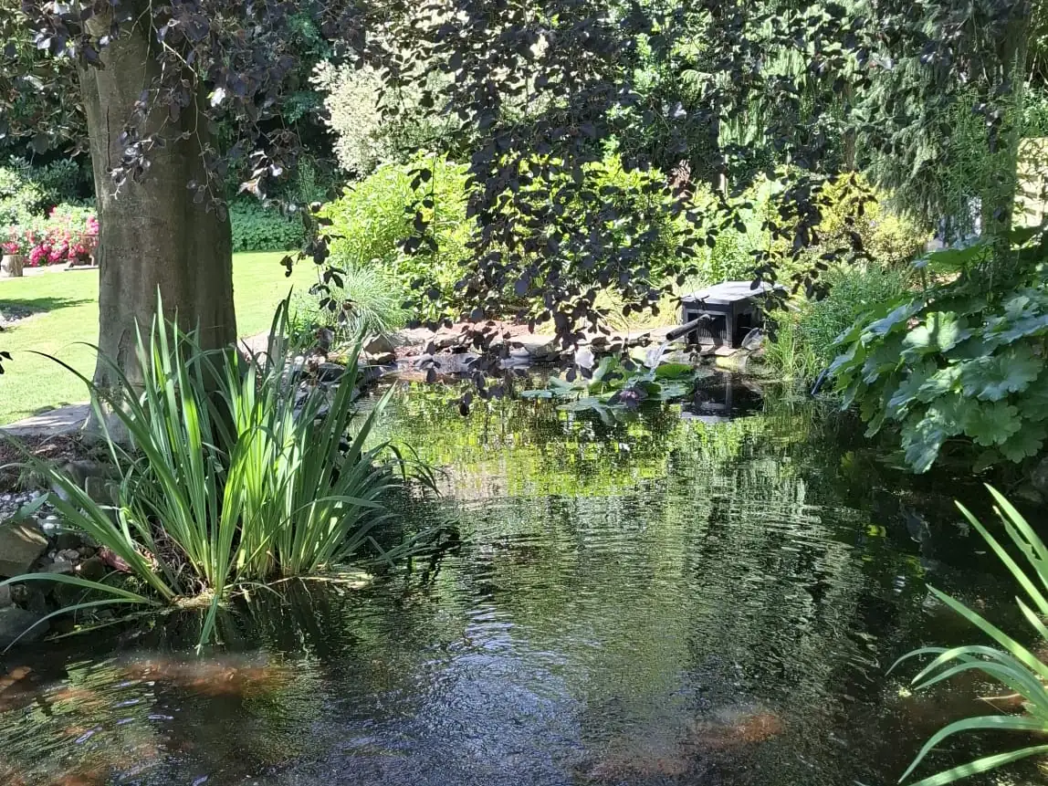 Derselbe Gartenteich nach der Sanierung mit klarem Wasser und bepflanztem Ufer