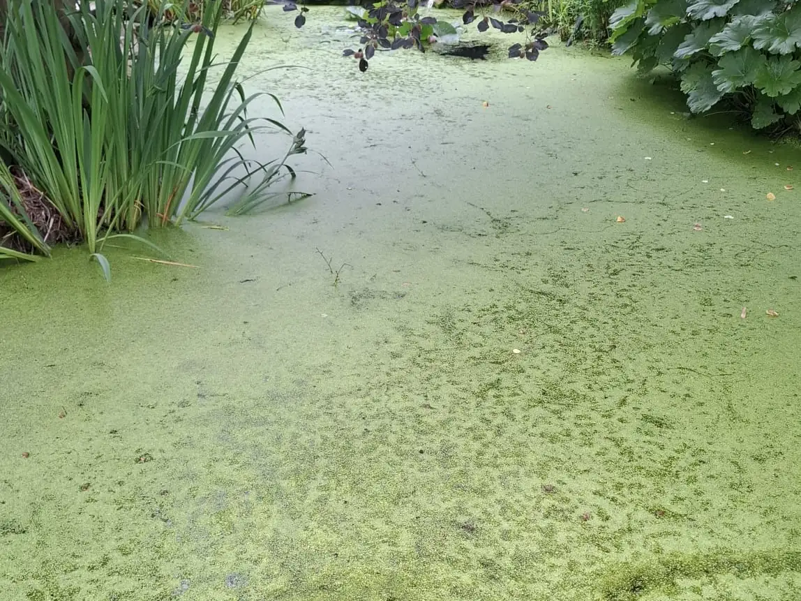Gartenteich vollst&auml;ndig mit Entengr&uuml;tze bedeckt vor der Reinigung