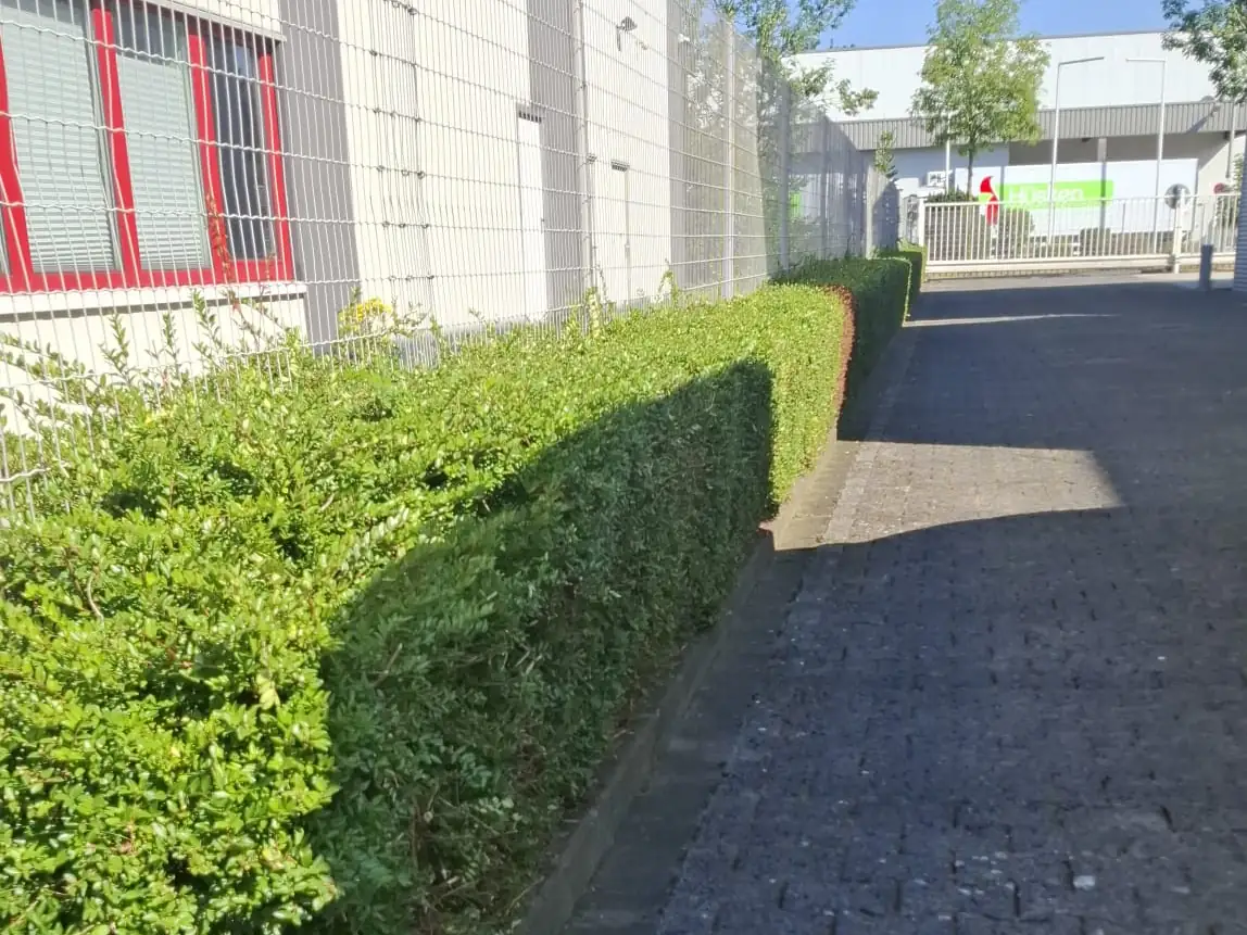 Derselbe Gehweg nach dem R&uuml;ckschnitt mit sauber abgestochener Kante