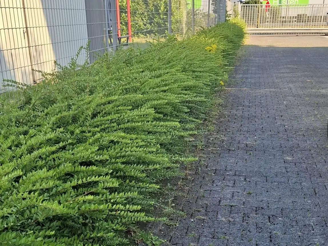 Zugewachsener Gehweg an einem Gewerbegeb&auml;ude vor der Pflege