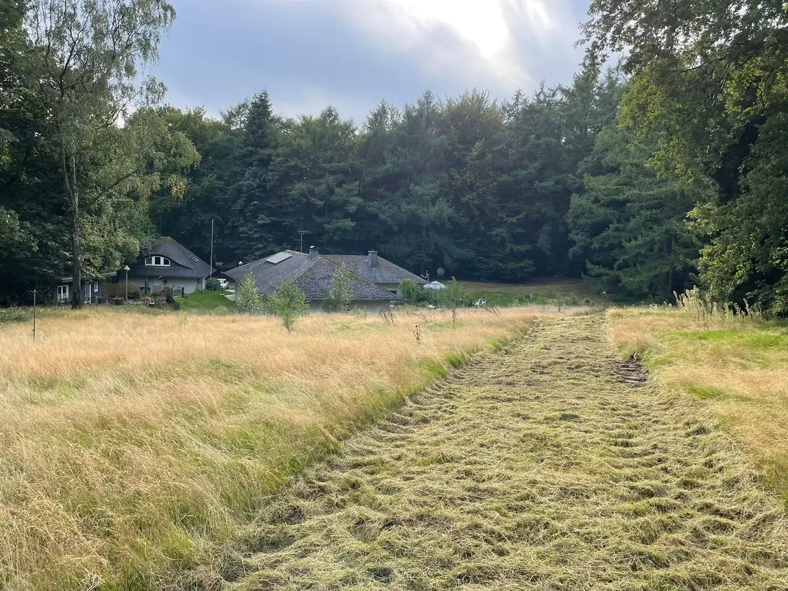 Verwilderte, h&uuml;fthohe Wiese vor dem M&auml;hen