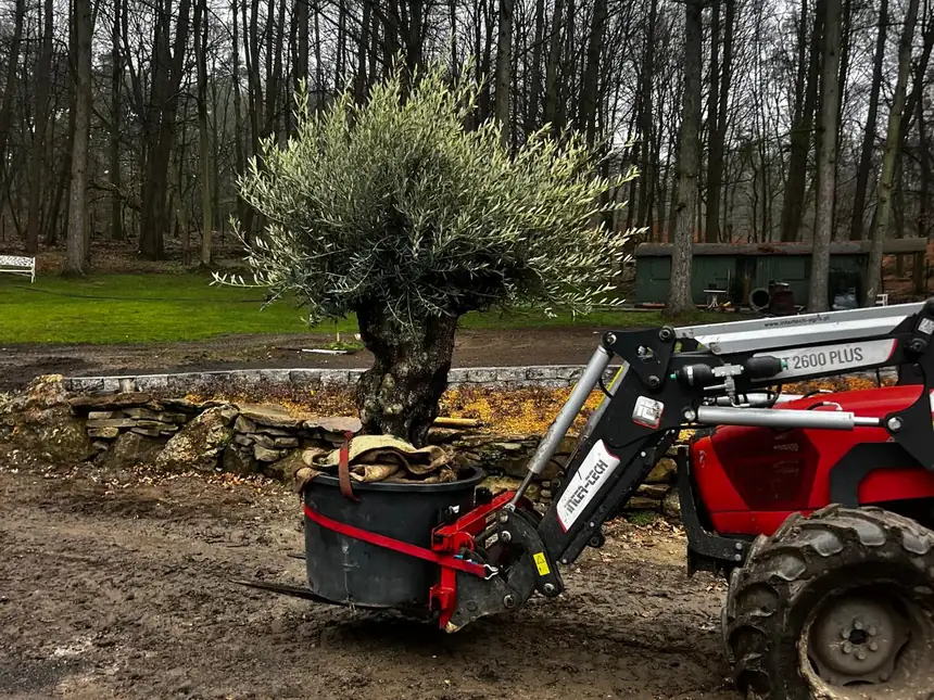 Olivenbaum-Solit&auml;r wird mit dem Hoflader eingesetzt
