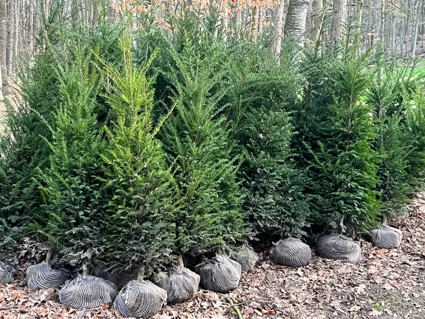 Frisch gepflanzte Heckenpflanzen mit Wurzelballen